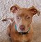 Image result for Red Nose Pit Bull Brown and White