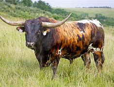 Image result for Texas Longhorn Cattle Breed