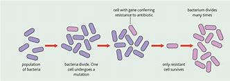 Image result for Antibiotic Resistance