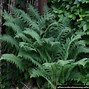 Image result for Dryopteris affinis