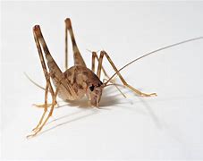 Image result for Cricket Bug