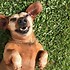 Image result for Funny Dog Face Meme