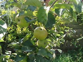 Image result for Different Types of Apple Trees