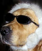 Image result for Picturs Funny Dog