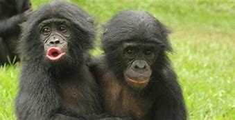 Image result for ape