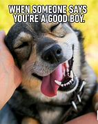 Image result for You're the Best Dog Meme