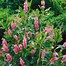 Image result for Clethra alnifolia Pink Spire
