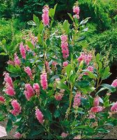 Image result for Clethra alnifolia Pink Spire