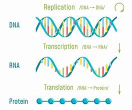 Image result for Protein Synthesis Structure