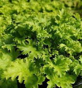 Image result for Heuchera Pear Crisp