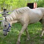 Image result for American Horse Breeds