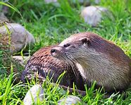 Image result for Otters Sleeping