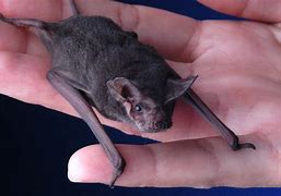 Image result for Bats United States