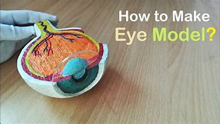 Image result for Tactile Model of Eye for Blind