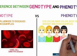 Image result for Genotype and Phenotype