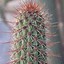 Image result for cleistocactus