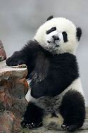 Image result for Baby Panda Bear Sitting