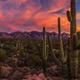 Image result for Desert Cactus Red Sky