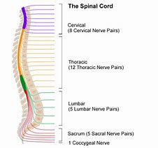 Image result for Spinal Cord Vertebrae Anatomy