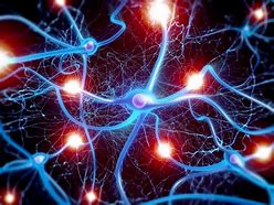 Image result for Neurons Outside the Brain