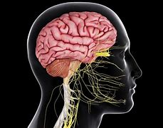 Image result for Brain Nervous Tissue