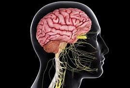 Image result for Nervous System Brain and Spinal Cord