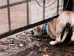 Image result for Pets Trying to Get Away From Kids
