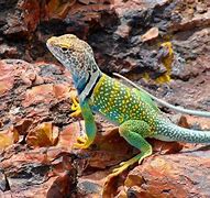 Image result for Photos of Lizards