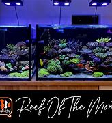 Image result for Japanese Reef Tanks