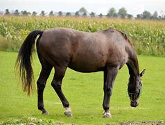 Image result for Dubai Horses