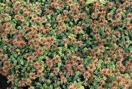 Image result for Acaena microphylla Dichte Matte