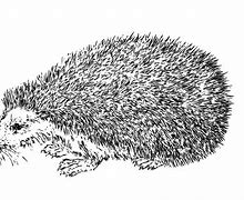 Image result for Hedgehog Line Drawing