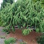 Image result for Juniperus pingii Hulsdonck Yellow