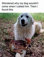 Image result for But Why Animal Meme