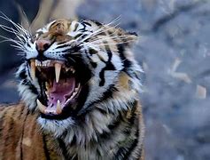 Image result for Tiger Mauls People