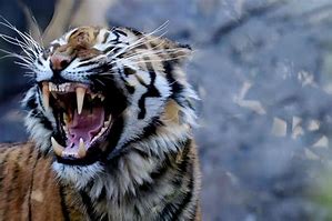 Image result for Tiger Maul Victim