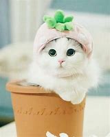 Image result for Mèo Cute