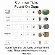 Image result for Embedded Tick On Dog