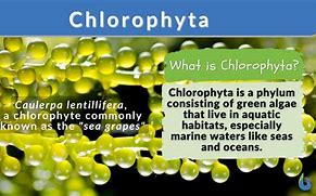 Image result for chlorophytes example