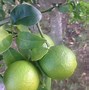 Image result for aguachinar