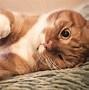 Image result for Cat Lock Screen Wallpaper for PC