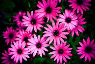 Image result for iPhone 6 Pink Daisy Wallpaper
