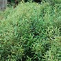 Image result for Sarcococca hookeriana digyna