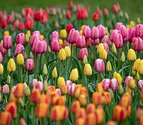 Image result for Spring Flowers Tulips