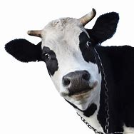 Image result for Middle Eastern Cows