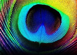 Image result for Feather Wallpaper for Walls