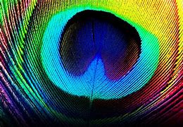 Image result for Feather Wallpaper Designs