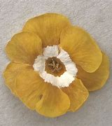 Bildergebnis für Primula auricula Chorister