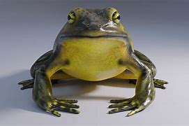 Image result for Bull Frog Animated