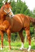 Image result for Horses Breed Men